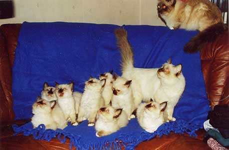 S*Backkara's Bonnie and S*Backkara's Gordeon Blue with 8 kittens