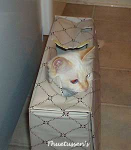 Cat in a box