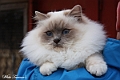 dreamgirl_121201_5