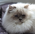dreamgirl_161226_3