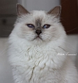 fancy_girl_150722_1