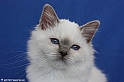 frosted_fancy_091018