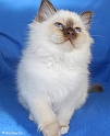 alice_091009_2