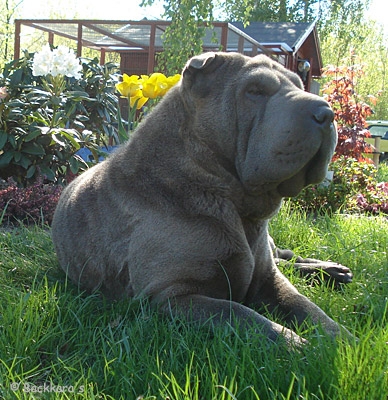 banshee_080510_1.jpg