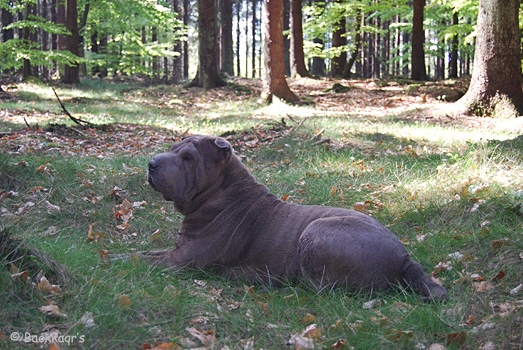 banshee_090502.jpg