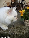 gerds-katte-132.JPG-for-web-normal