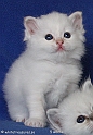 easy_to_love_090508_1