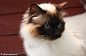 elliot_110612_1