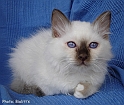 kocette_060905