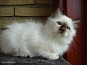 linus_070701_1