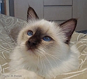 llinus_071003_2