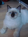llinus_071003_3