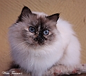 sunshine_121201