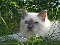 ice_maiden_060913_1