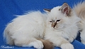 my_mocca_121109_1