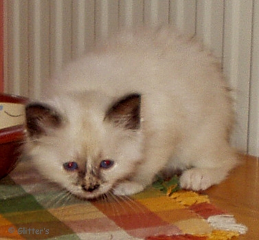 nina_liten2.jpg