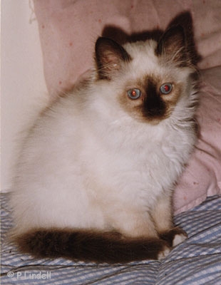sirikit_liten.jpg